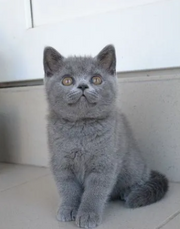 British Shorthair