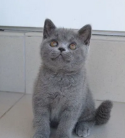 British Shorthair