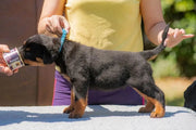 Rottweiler