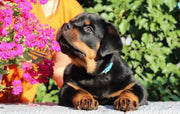 Rottweiler
