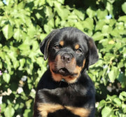 Rottweiler