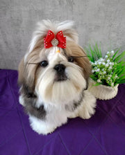 Shih Tzu