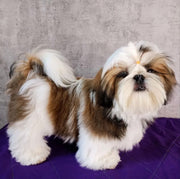 Shih Tzu