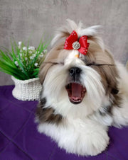 Shih Tzu