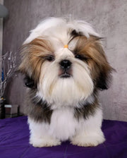 Shih Tzu