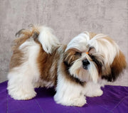 Shih Tzu