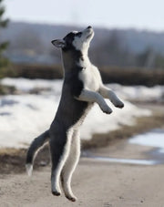 Siberian Husky