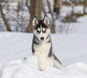 Siberian Husky