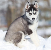 Siberian Husky