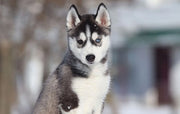 Siberian Husky