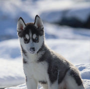 Siberian Husky