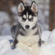 Siberian Husky