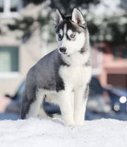 Siberian Husky