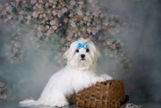 Maltese