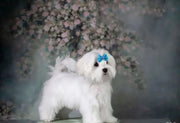 Maltese