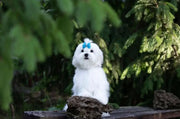 Maltese