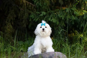 Maltese