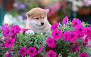 Shiba Inu