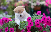 Shiba Inu