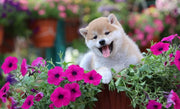 Shiba Inu