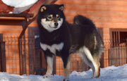Shiba Inu