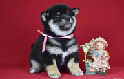 Shiba Inu