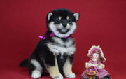 Shiba Inu