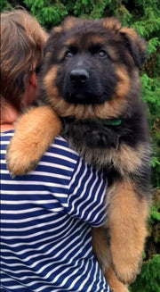 German Shepherd