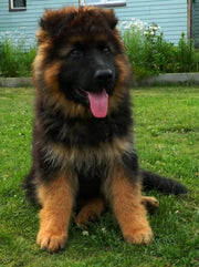 German Shepherd