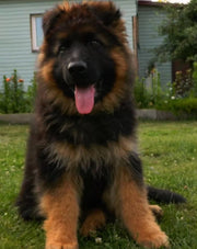 German Shepherd