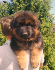 German Shepherd