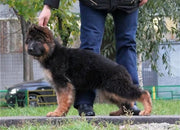 German Shepherd