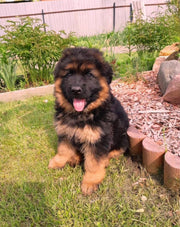 German Shepherd