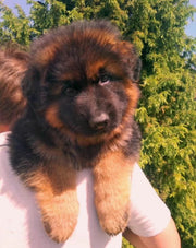German Shepherd