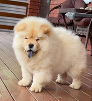 Chow Chow