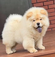 Chow Chow