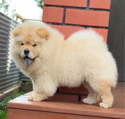 Chow Chow