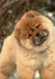 Chow Chow