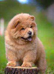 Chow Chow