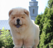 Chow Chow