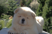 Chow Chow