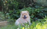 Chow Chow