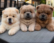 Chow Chow