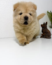 Chow Chow