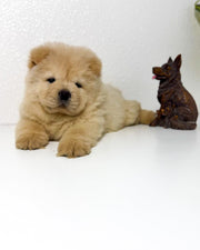 Chow Chow