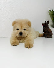 Chow Chow