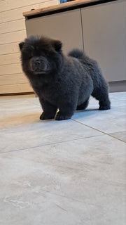 Chow Chow