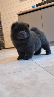 Chow Chow