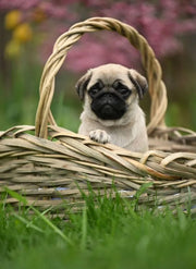 Pug
