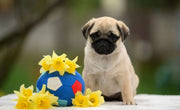 Pug